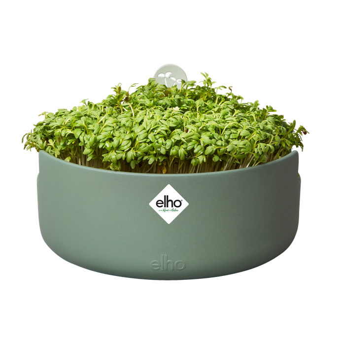 magic microgreens leaf green